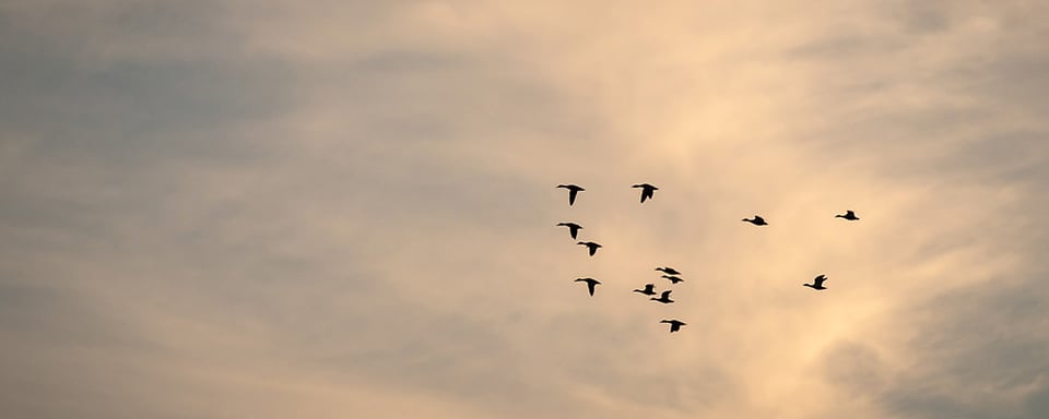 Techgate - Lográ una migración eficiente con el marco de adopción de la nube AWS